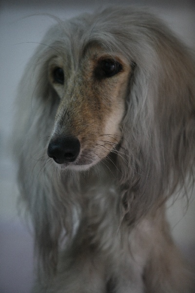 Calypso charme fatal de la vallee de rozenn