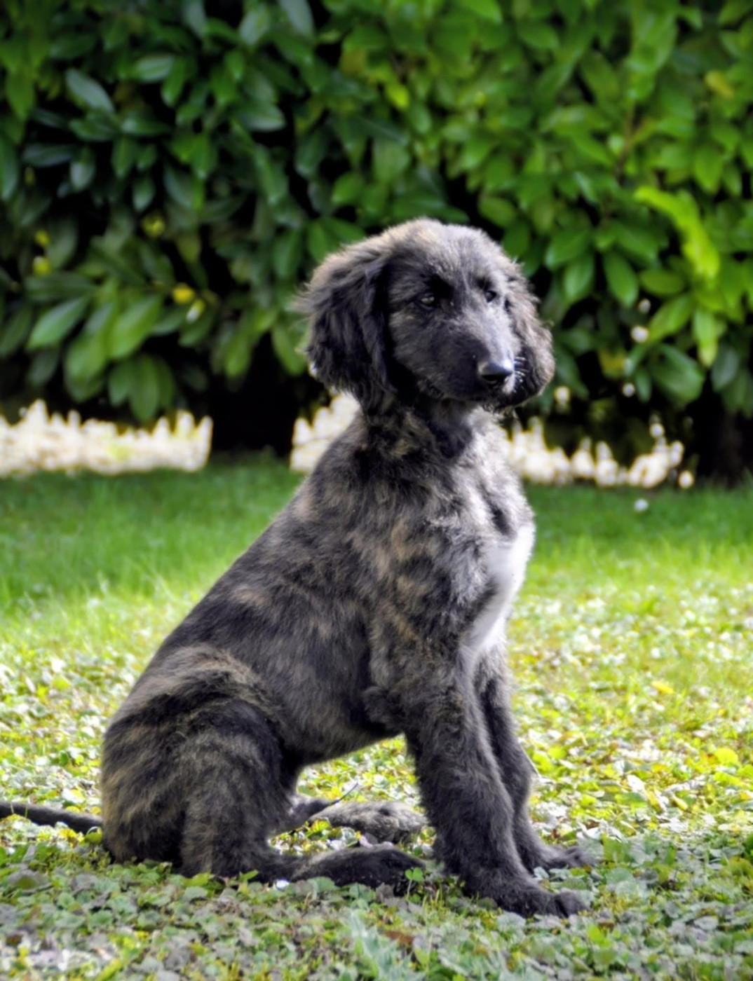 de la vallee de rozenn - Chiot disponible