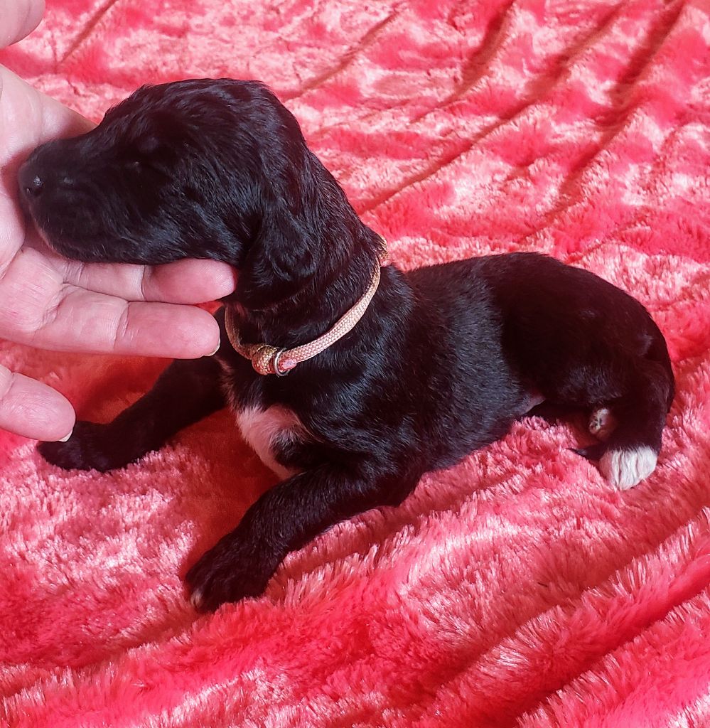de la vallee de rozenn - Chiots disponibles - Levrier afghan