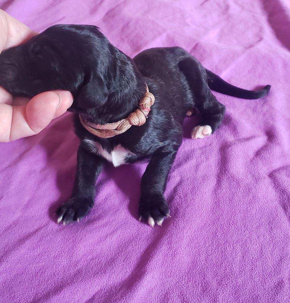 de la vallee de rozenn - Chiots disponibles - Levrier afghan