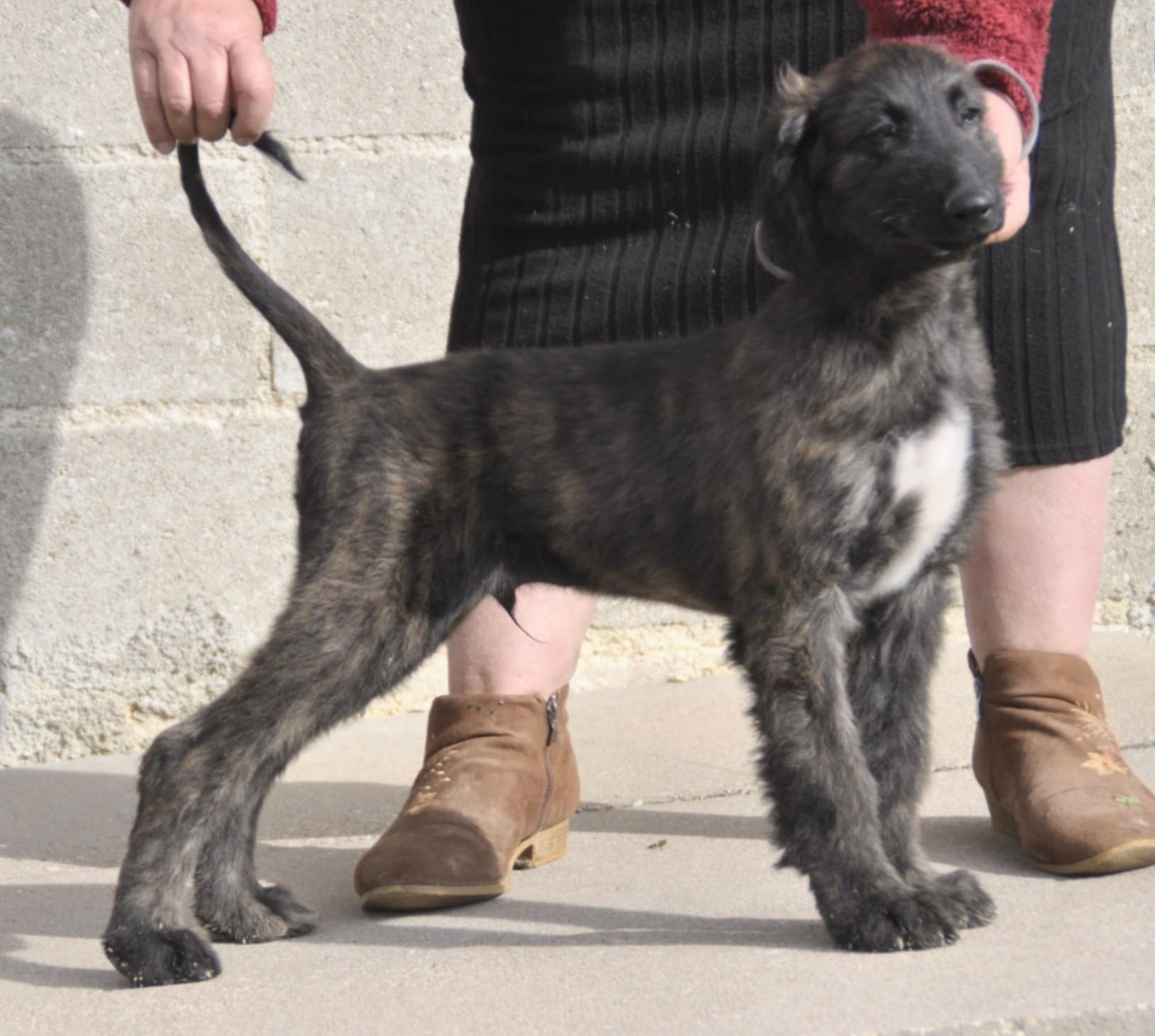 Chiot Levrier afghan de la vallee de rozenn