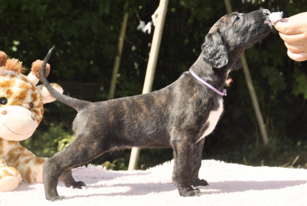 de la vallee de rozenn - Chiots disponibles - Levrier afghan