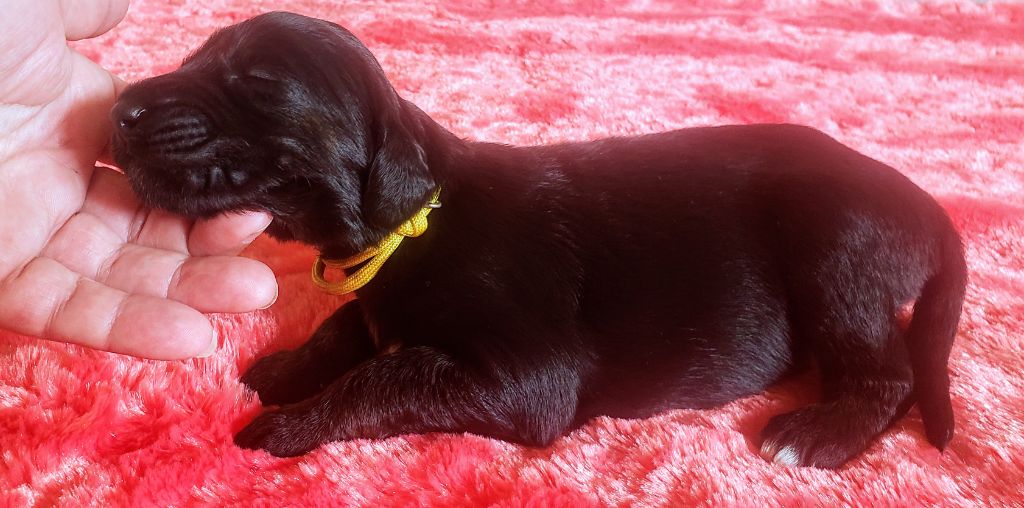 de la vallee de rozenn - Chiots disponibles - Levrier afghan