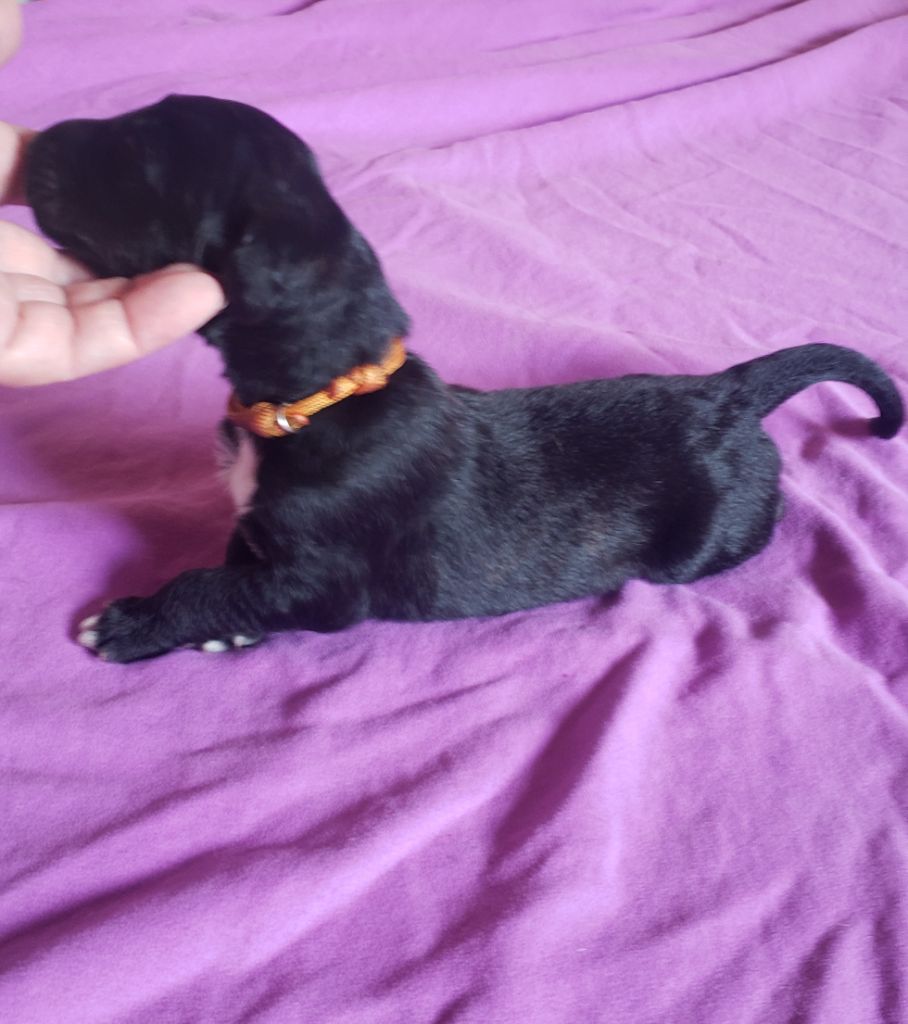 de la vallee de rozenn - Chiots disponibles - Levrier afghan