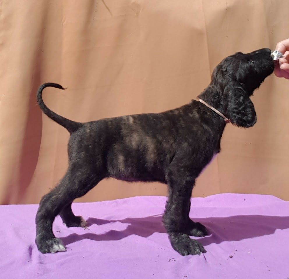 de la vallee de rozenn - Chiots disponibles - Levrier afghan