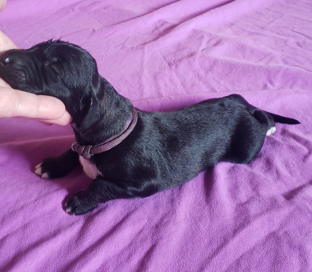 de la vallee de rozenn - Chiots disponibles - Levrier afghan