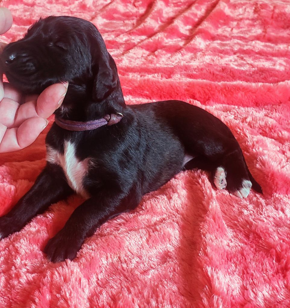de la vallee de rozenn - Chiots disponibles - Levrier afghan