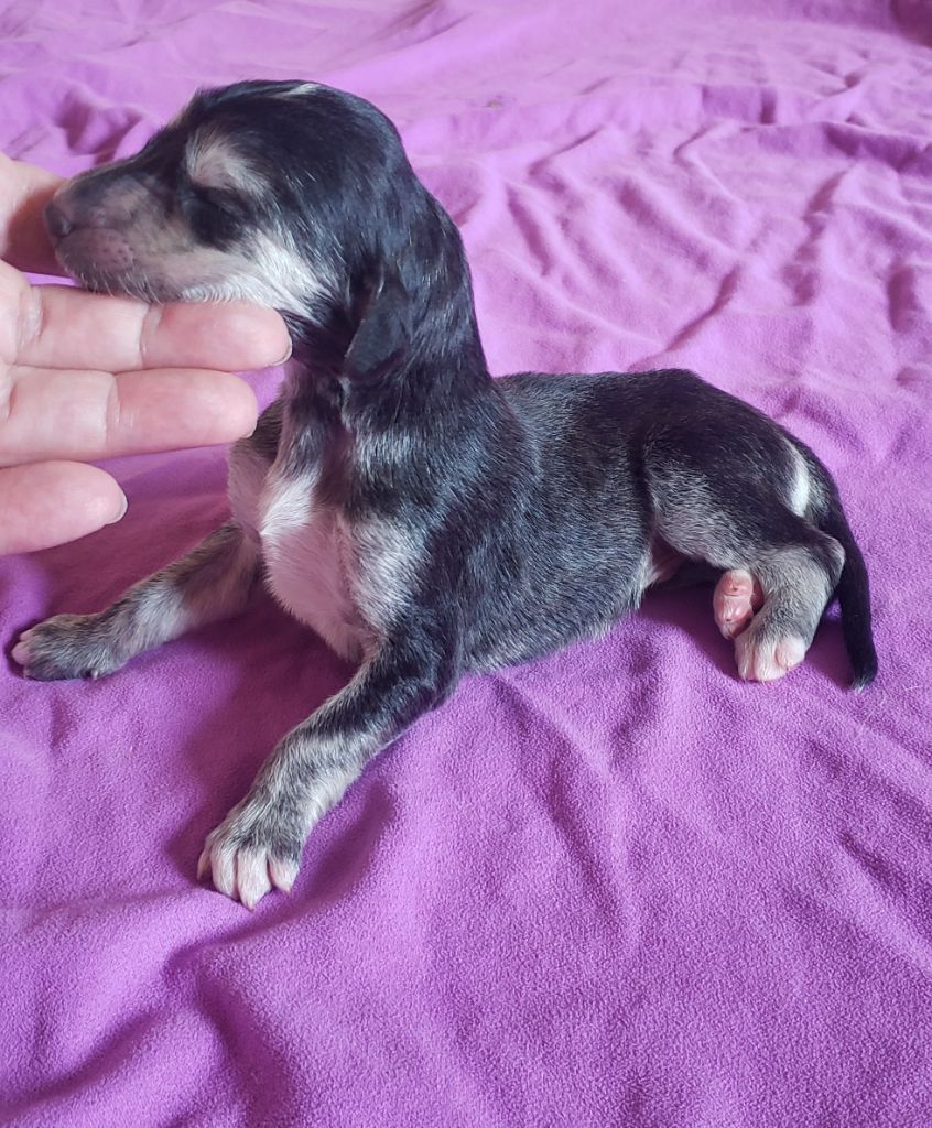 de la vallee de rozenn - Chiots disponibles - Levrier afghan