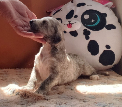 CHIOT