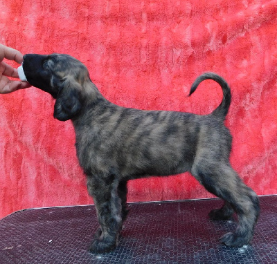 CHIOT