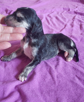 CHIOT
