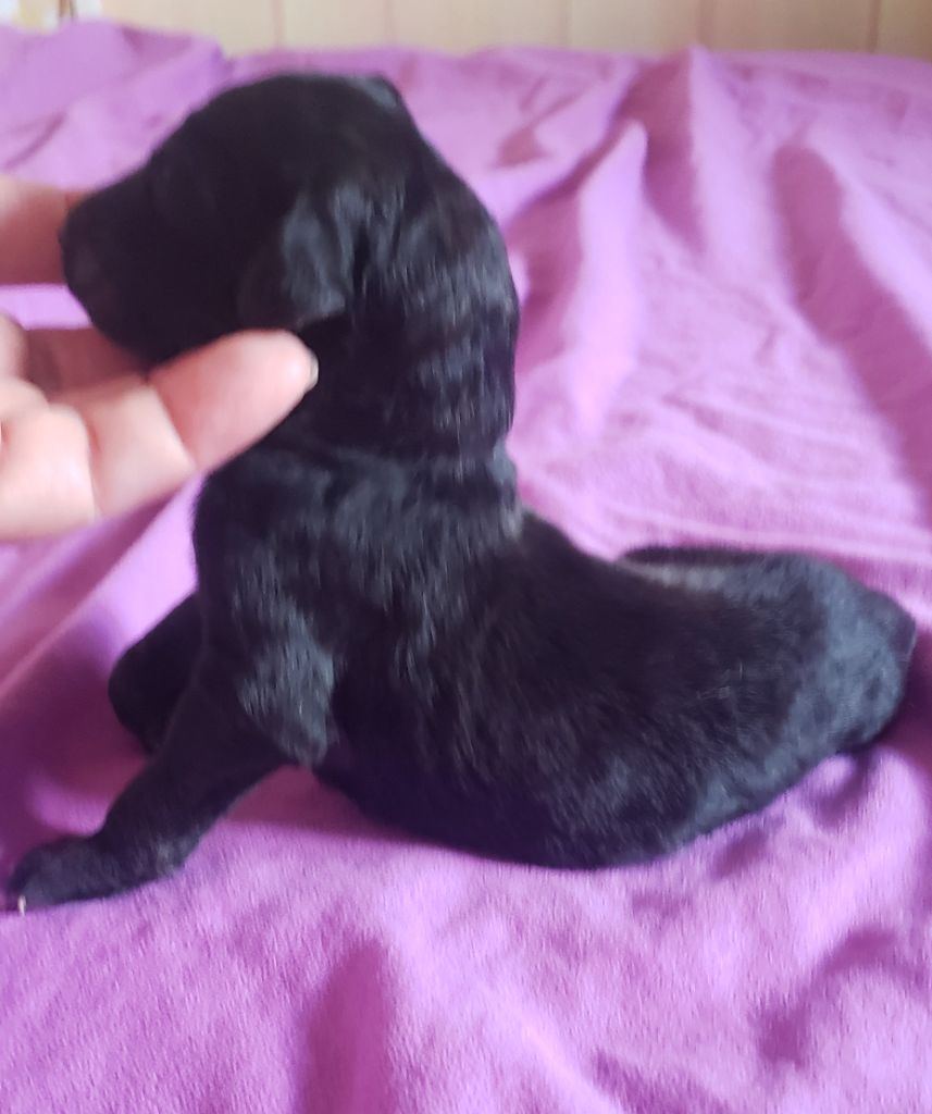 de la vallee de rozenn - Chiots disponibles - Levrier afghan