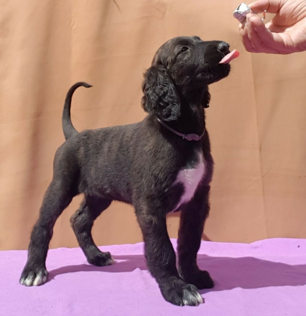 de la vallee de rozenn - Chiots disponibles - Levrier afghan