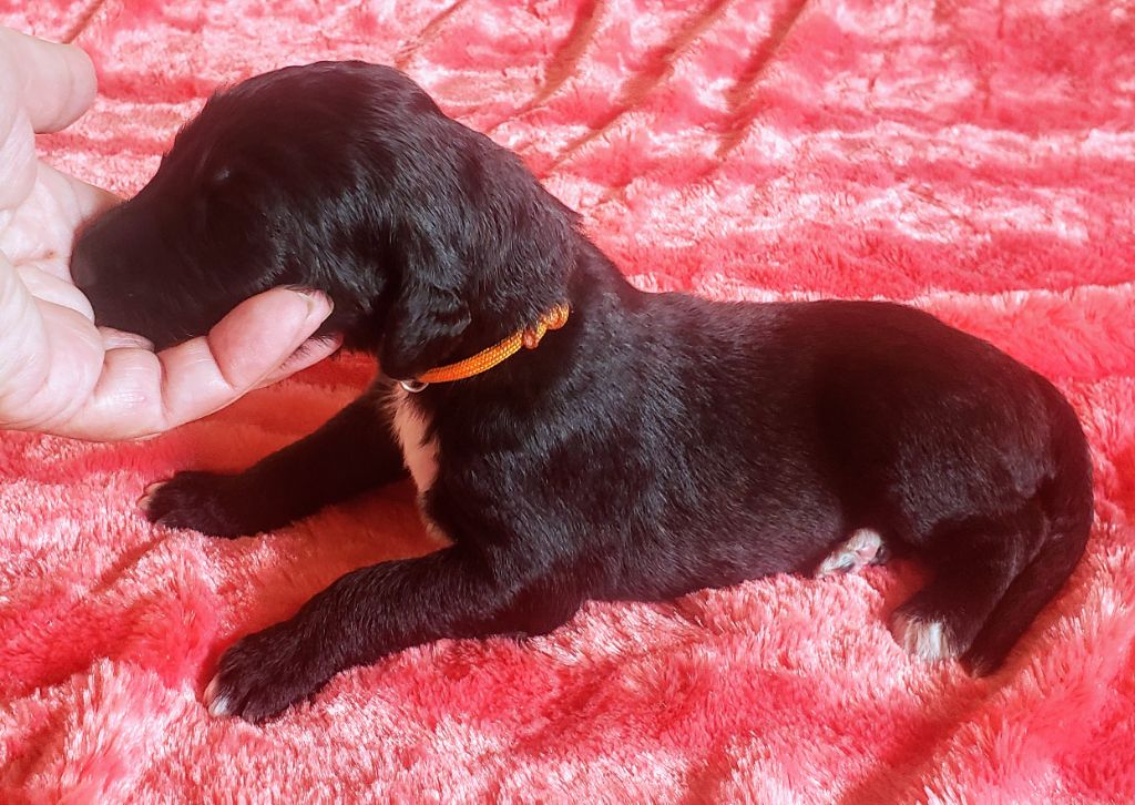 de la vallee de rozenn - Chiots disponibles - Levrier afghan