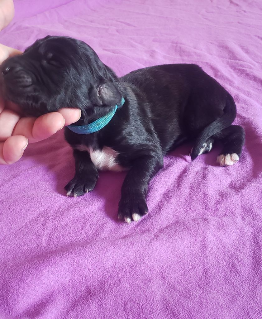 de la vallee de rozenn - Chiots disponibles - Levrier afghan