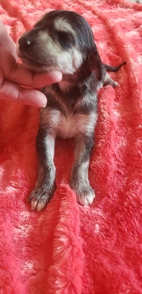 de la vallee de rozenn - Chiots disponibles - Levrier afghan
