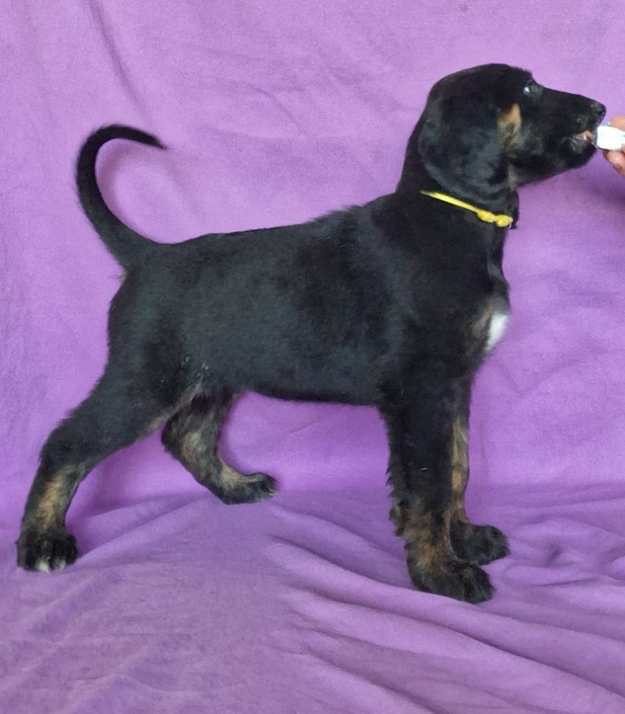 de la vallee de rozenn - Chiots disponibles - Levrier afghan